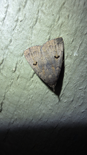 Hanham's Owlet