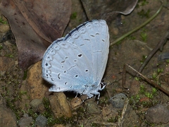 Celastrina lavendularis himilcon