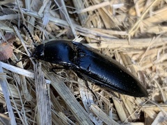 Melanactes densus