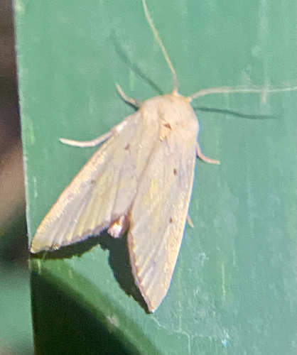 Black-bordered Lemon Moth photo 4