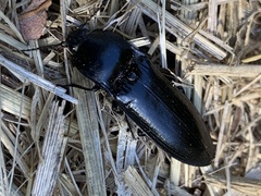 Melanactes densus