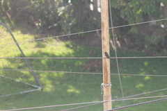 Pyrocephalus rubinus obscurus