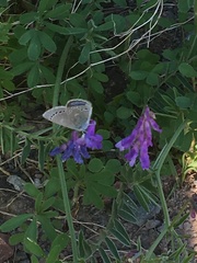 Glaucopsyche lygdamus image