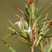 Dracophyllum - Photo (c) harrylurling, some rights reserved (CC BY-NC), uploaded by harrylurling