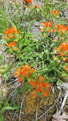 Castilleja hispida