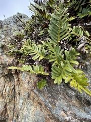 Polypodium scouleri image