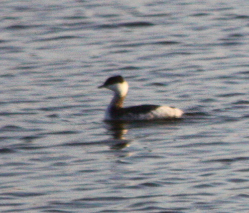 Podiceps auritus