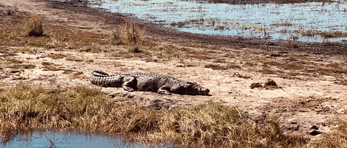 Nile Crocodile