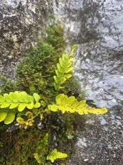 Asplenium lyallii, photograph author not stated, no rights reserved