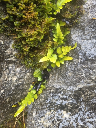 Asplenium lyallii, photograph 3