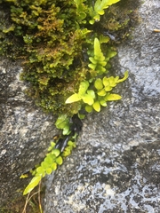 Asplenium lyallii, photograph author not stated, no rights reserved