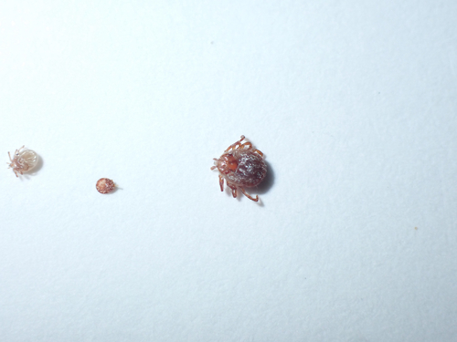 Kangaroo Tick
