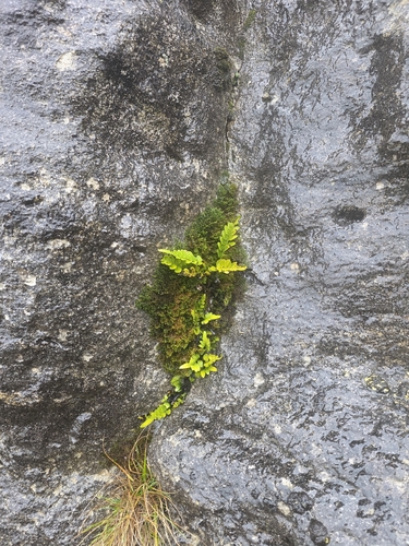 Asplenium lyallii, photograph 4