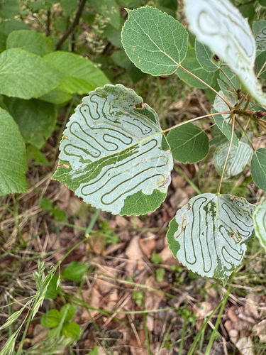 Aspen Serpentine Leafminer Moth
