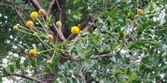 Vachellia choriophylla