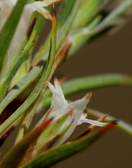 Dracophyllum trimorphum