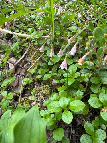 Twinflower