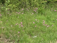 Phlox pilosa