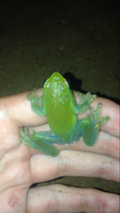 Sphaenorhynchus lacteus