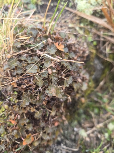 Geranium brevicaule, photograph 5