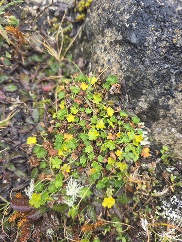 Geranium brevicaule, photograph 3