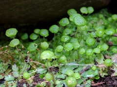 Cryptomitrium tenerum