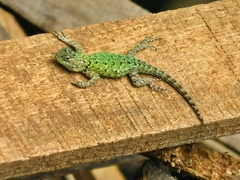Green Spiny Lizard photo 2