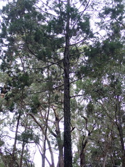 Callitris columellaris, photograph author not stated, no rights reserved