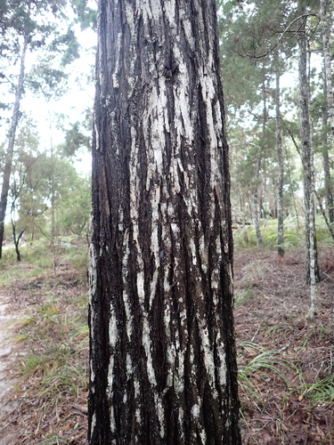Callitris columellaris, photograph 5