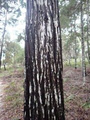 Callitris columellaris, photograph author not stated, no rights reserved