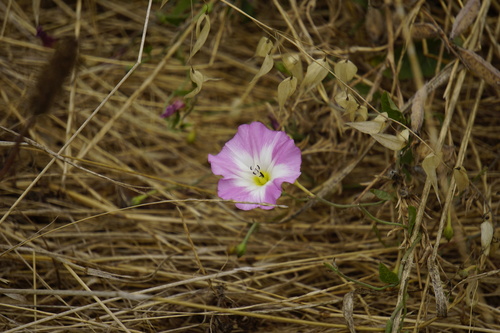iNaturalist observation photo of field bindweed