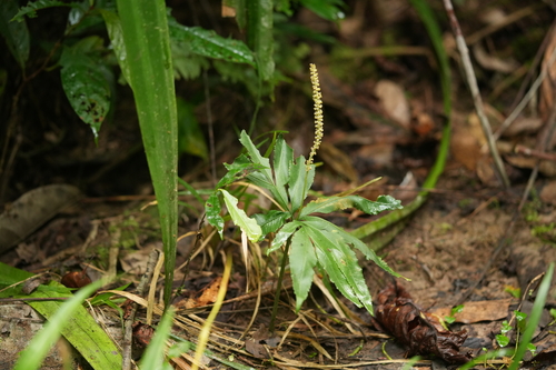 Helminthostachys zeylanica observed 2026-07-08