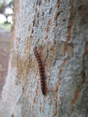 Helicorthomorpha holstii