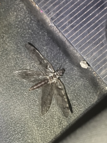 iNaturalist observation photo of Fishflies