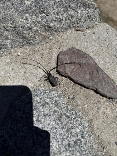 iNaturalist observation photo of White-spotted Sawyer