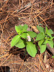 Lycianthes mozinoana, photograph (c) Ricardo Betancourt Sánchez, some rights reserved (CC BY)
