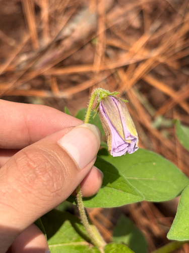 Lycianthes mozinoana