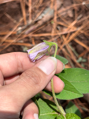 Lycianthes mozinoana, photograph (c) Ricardo Betancourt Sánchez, some rights reserved (CC BY)