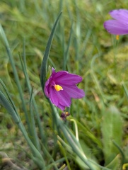 Olsynium douglasii