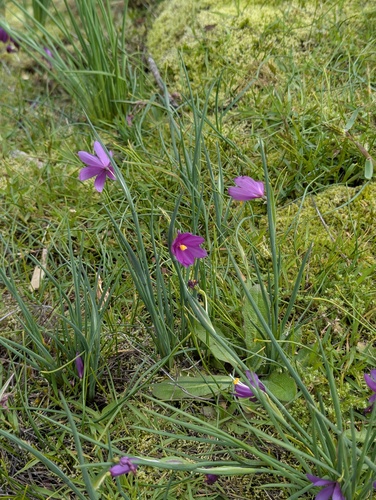 Olsynium douglasii, photograph 2