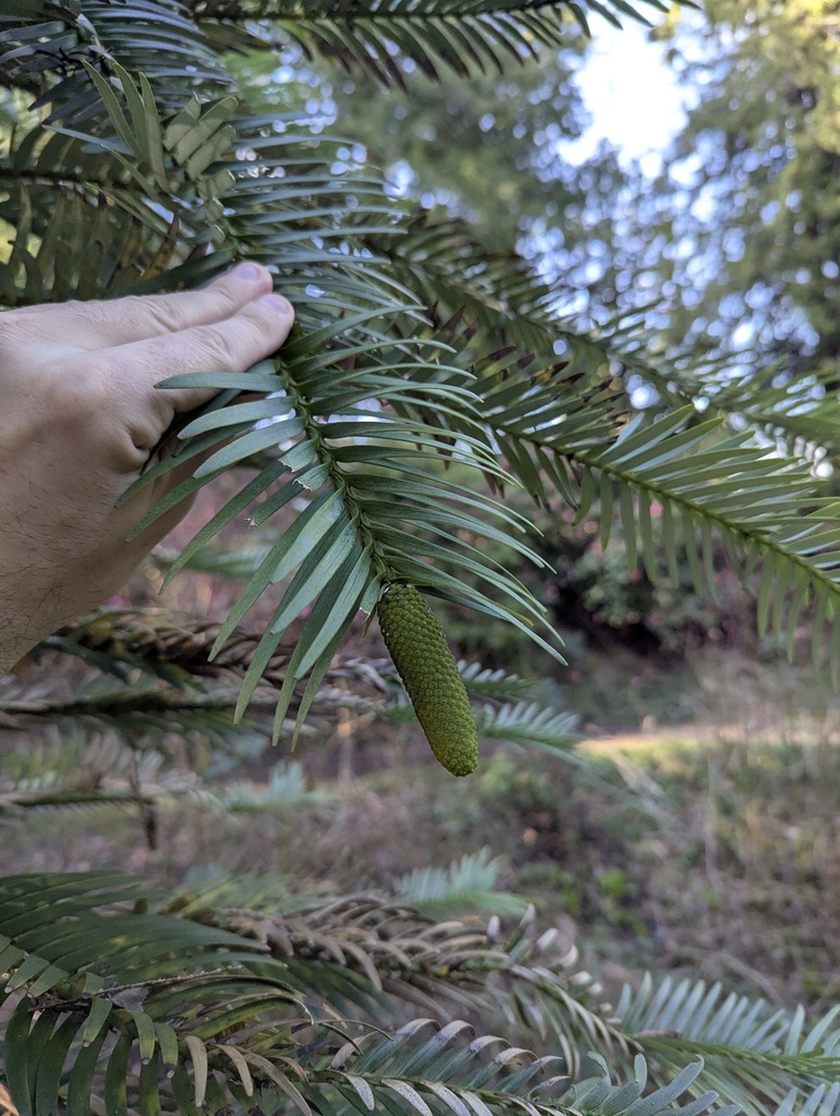 Wollemia nobilis