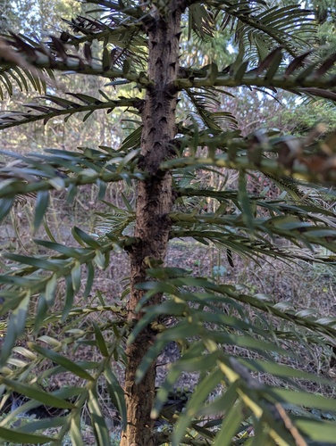 Wollemia nobilis