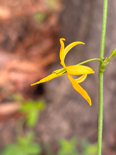 Echeandia flexuosa, photograph 3