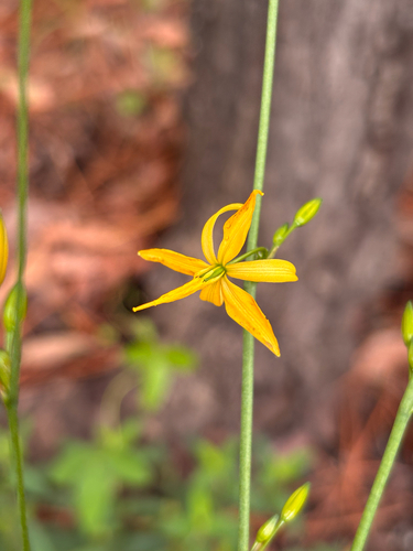 Echeandia flexuosa, photograph 2
