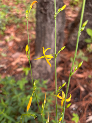 Echeandia flexuosa, photograph (c) Ricardo Betancourt Sánchez, some rights reserved (CC BY)