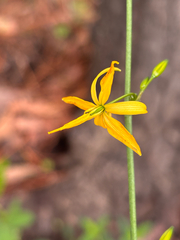 Echeandia flexuosa
