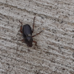 Faula centralis