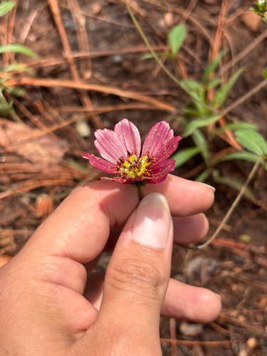 Cosmos scabiosoides, photograph 3