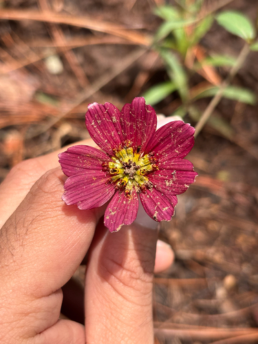 Cosmos scabiosoides, photograph 1