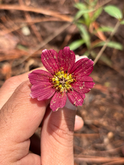 Cosmos scabiosoides